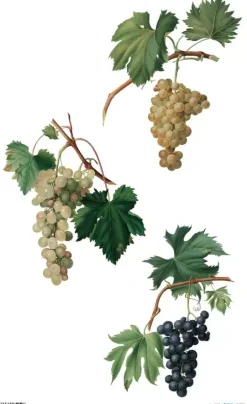 Papel de Arroz Grapes PapersForYou 54x33cm
