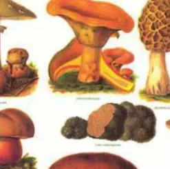 Papel Setas Tassotti