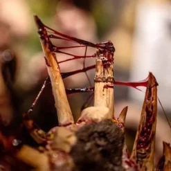 Pintura para modelismo Gore Dirty Down 15ml